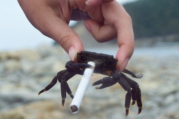 Crab in stress with cigarette in girl hand on sea coast. Stress and cigarette concept.