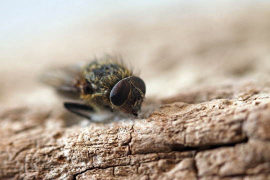 mouche