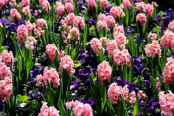 Hyacinth flowers 