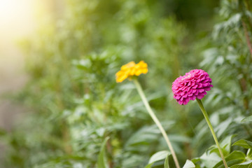 Zinnia elegans Flower Colorful in garden.