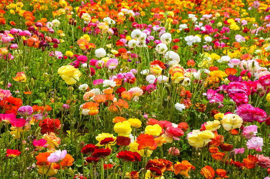 Ranunculus field