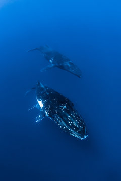 Mum, calf and escort 03
