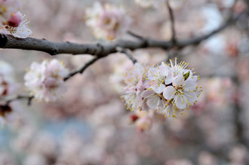 Obraz premium Beautiful apricot tree bloom in April