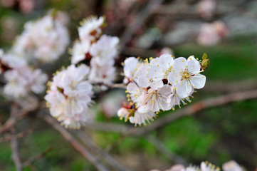 Beautiful apricot tree bloom in April