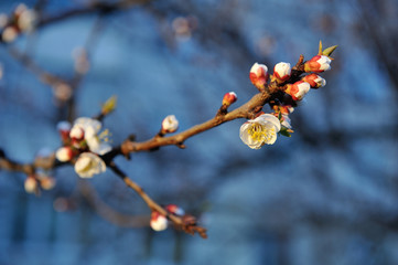Beautiful apricot tree bloom in April