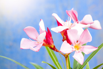 Fototapeta na wymiar Pink flower on blue background.