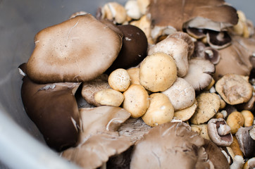 mushrooms and oyster mushrooms raw