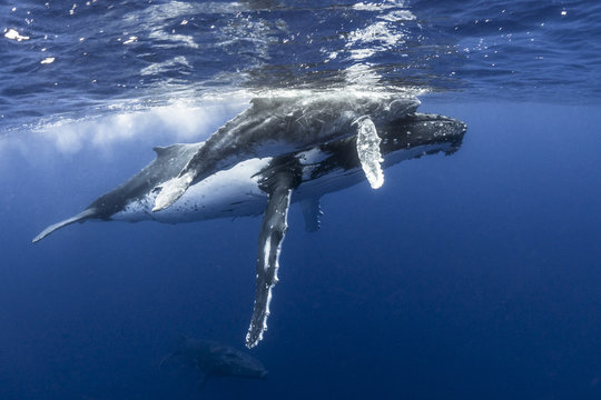 I like sitting on mum's nose 03
