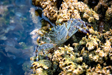 Little crab in corals