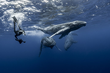 Humpback whales and divers swimming underwater