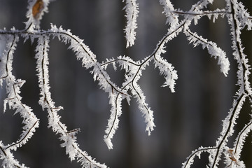 Frostiger Buchenzweig