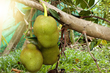 Jackfruit on the tree