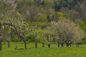 Blühende Bäume in der Streuobstwiese