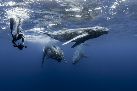 Photographer with whales 06
