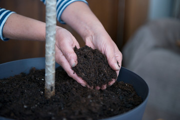 Home gardening relocating house plant, close up