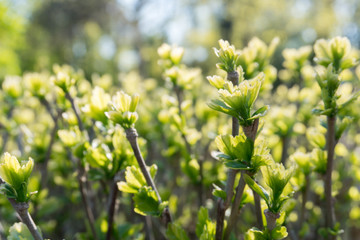Spring green buds field