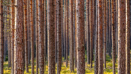 forest trees