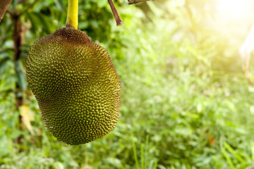 Jackfruit on the tree