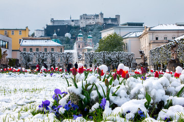 Salzburger Mirabellgarten im Frühling, Blumen und Schnee, Wintereinbrauch