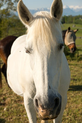 Naklejka na ściany i meble Portrait of a beautiful white horse