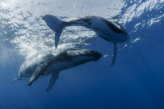 Mum and calf 03