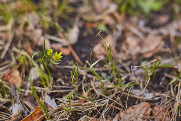 The first spring flowers, small yellow flowers