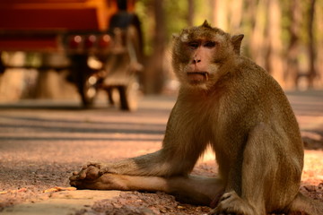 MACAQUE HITCHHIKING