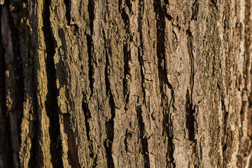 Old Wood Tree Texture Background Pattern