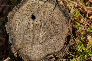 close up old wood texture for background