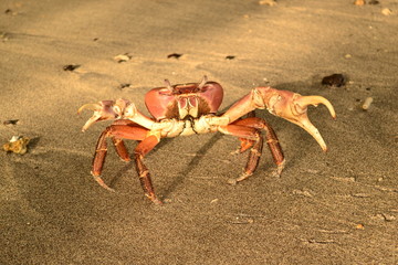 CRAB
