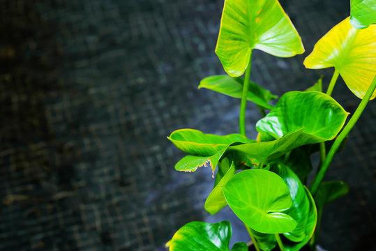 Lotus leaf with vlack water background