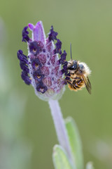 Bee sucking nectar from a flower