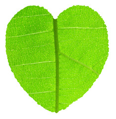 Heart shape with green teak leaf texture