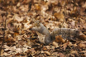 Naklejka na ściany i meble Squirrel in Central Park.