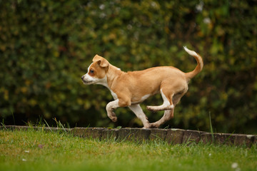 Welpe spielt mit Labrador