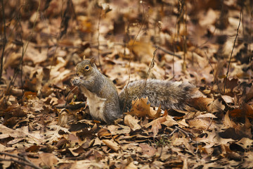 Naklejka na ściany i meble Squirrel in Central Park.