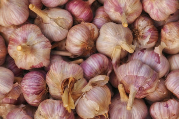 Harvest of garlic. Vegetable farming. Agriculture and horticulture. Garlic as background, texture
