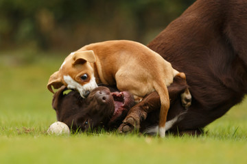 Welpe spielt mit Labrador © Nadine Haase
