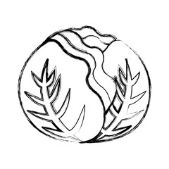 cabbage fresh vegetable icon vector illustration design