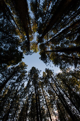 Trees with opening to sky