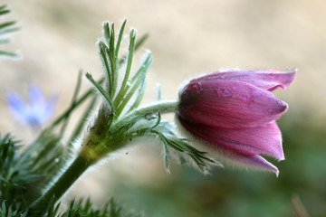 Küchenschelle