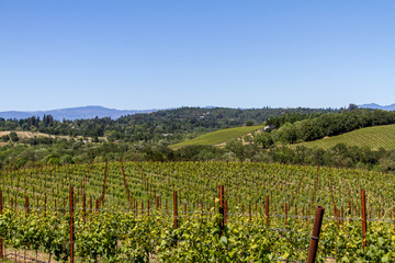Fototapeta na wymiar Budding Vines at Vineyards in Russian River Valley in Spring, Sonoma County, Blue Sky, Clear Day