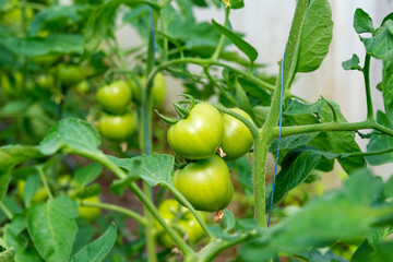 Tomato seedling before planting into the soil, greenhouse plants, drip irrigation, greenhouse cultivation of tomatoes in agriculture, hard-working farmer hands
