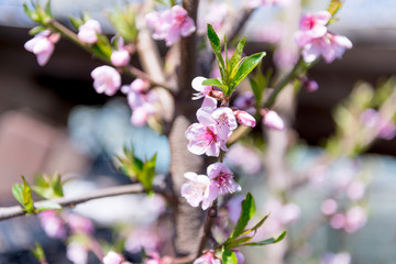 The flower of a cherry tree which blooms on the way. Flowering cherry in the spring, the scent of blossoming apricot.