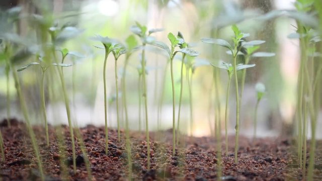 Watering young plant
