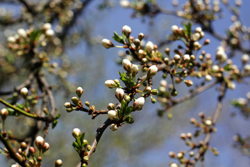 Flowering Tree Branch. Spring.