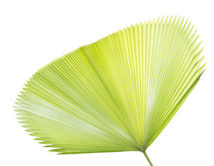 Palm leaf isolated on white