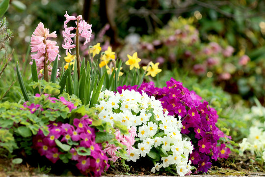 Fr&uuml;hlingsblumen