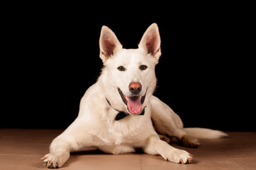 White mixed breed dog at studio