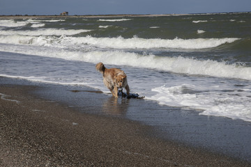 Naklejka premium Insel Fehmarn-Hund spielt in der Brandung am Markelsdorfer Huk